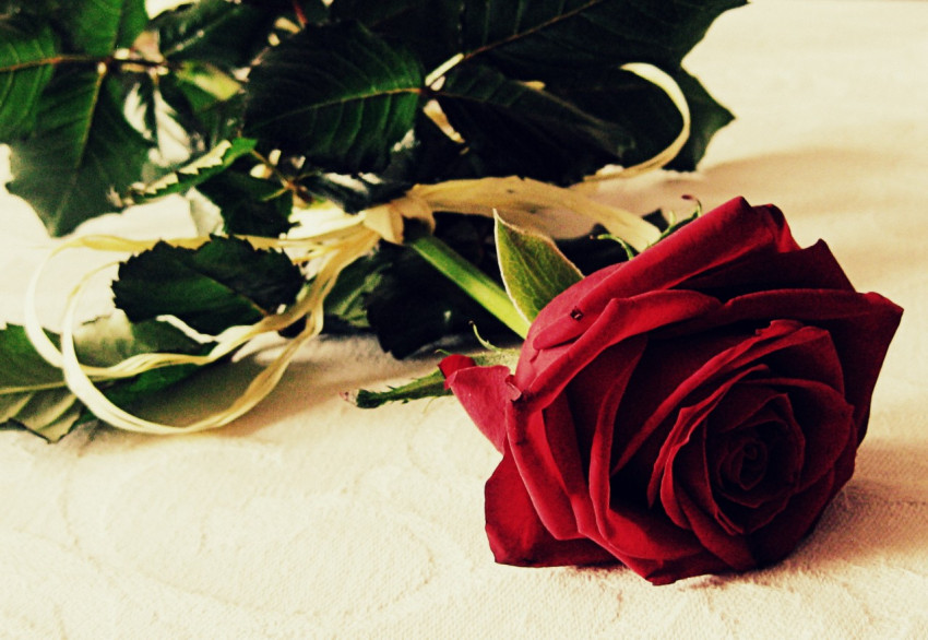Розы На Столе Фото